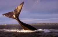 Cola de Ballena Franca en Pen�nsula Vald�s (foto Mariano Sironi)