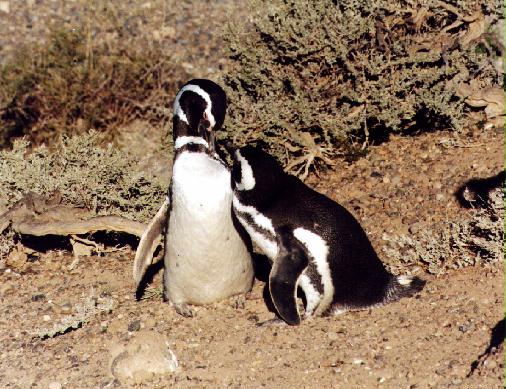 Pinguin.jpg (66173 bytes)