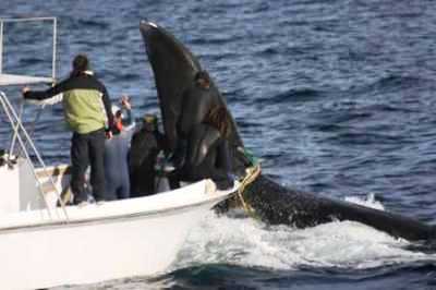 Salvan a una ballena enredada en Pirámide 