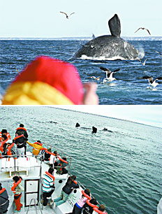 ballenas en Piramides