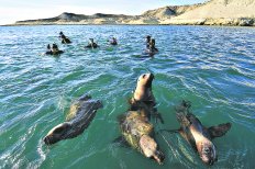 Buceo con lobos marinos en punta loma