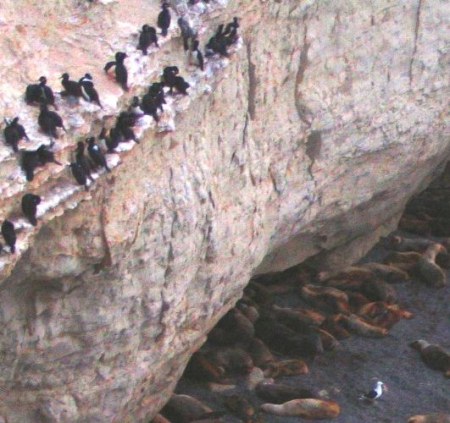 Lobos y Cormoranes en la Reserva de Punta Loma