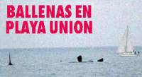 Ballenas frente a Rawson