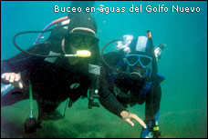 Buceo en el Golfo Nuevo