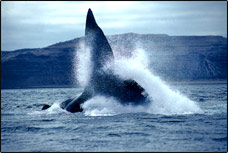 Ballena en las aguas del Golfo Nuevo