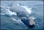 Ballena Franca Austral