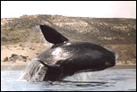 Ballena Franca Austral