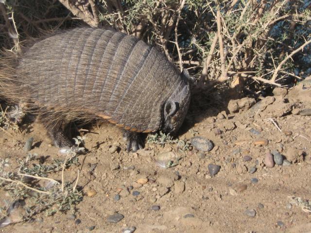 armadillo en caleta valdes de perfil