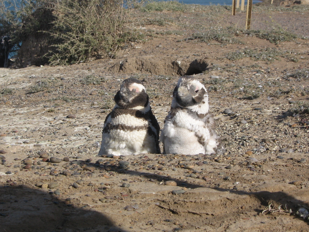 pinguinos cambiando plumaje