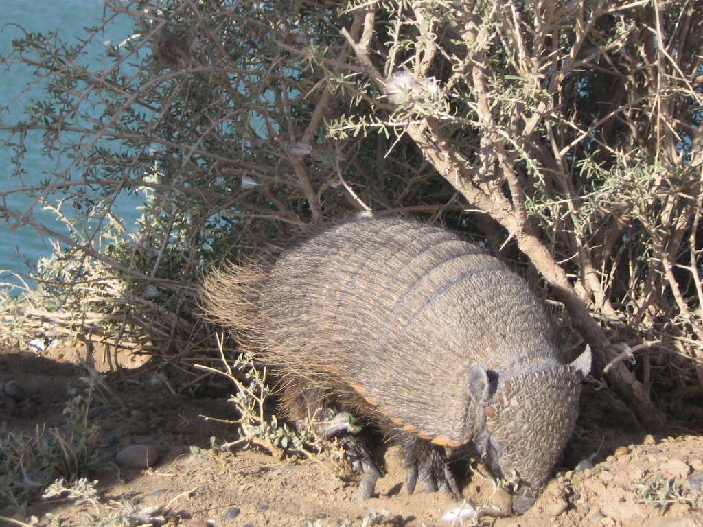 armadillo en caleta valdes