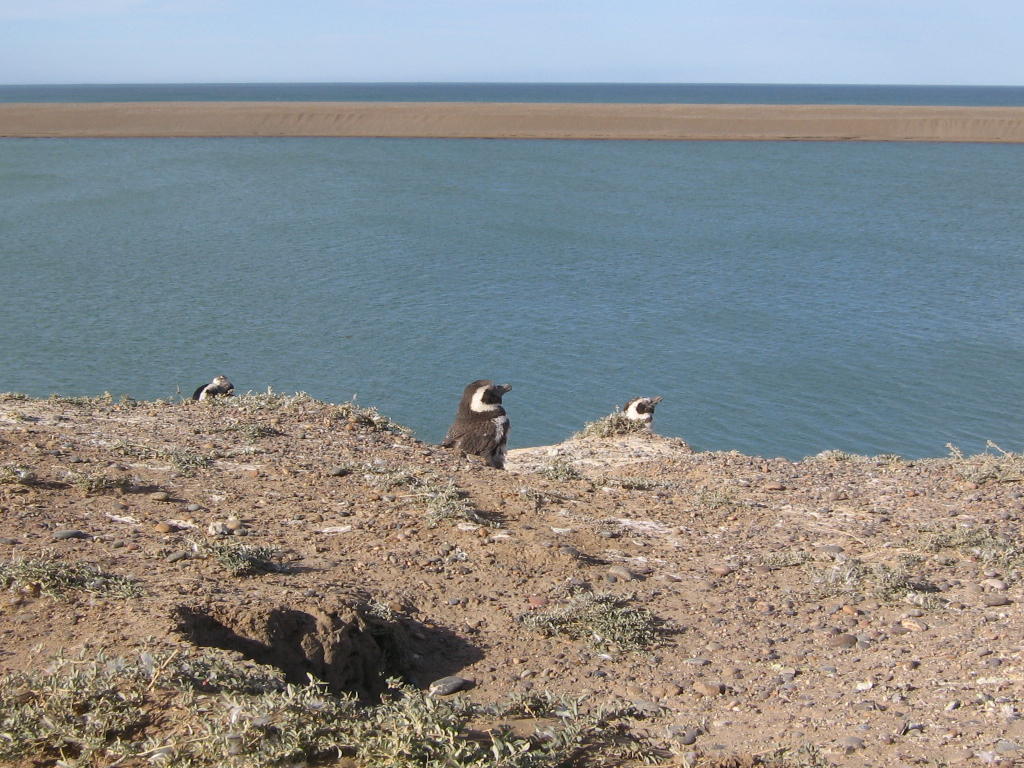 pinguino y caleta