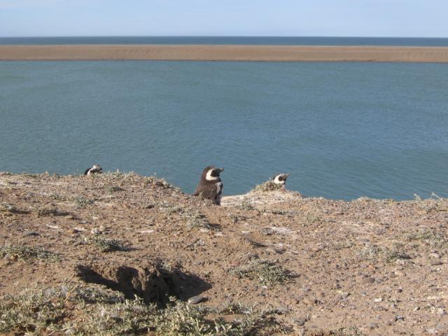 pinguino y caleta