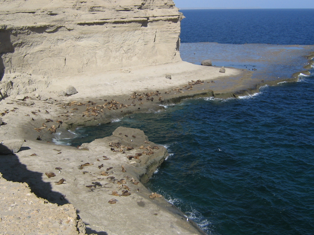 lobos marinos en Piramides