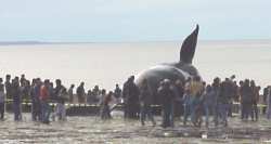 Ballena muerta en Madryn